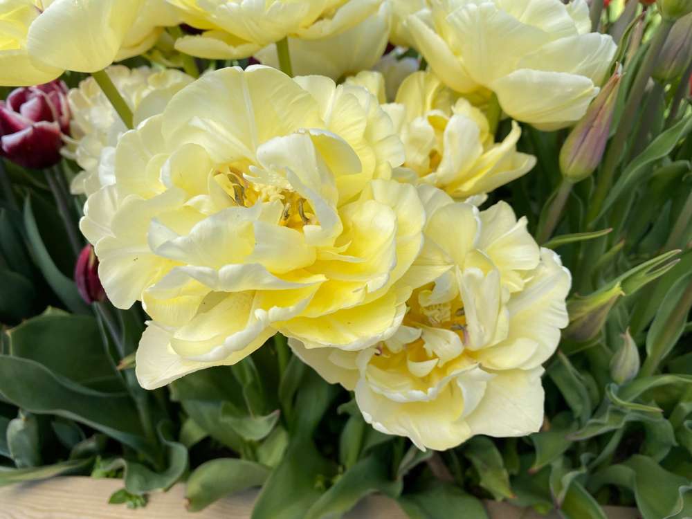 Tulpan 'Avant Garde'